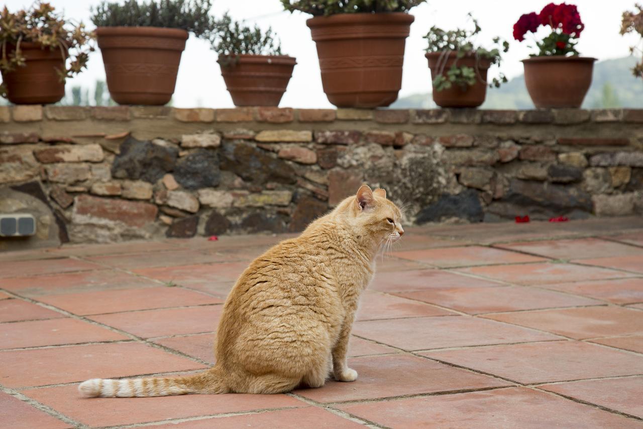 Mas Tomas Guest House Vall Llobrega Bagian luar foto